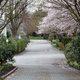 Illustration for article titled Pics from the Curbside: 2018-04-08 from Langara Gardens